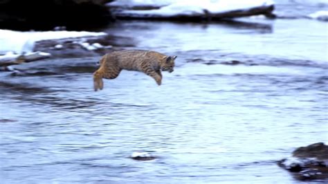 Bobcat Water Jump Youtube