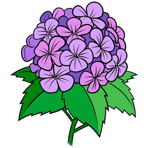 How To Draw A Hydrangea Flower Really Easy Drawing Tutorial