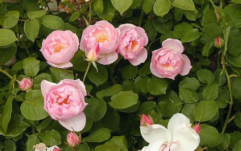 Peach Blossom David Austin Peach Blossoms Rose Blossom