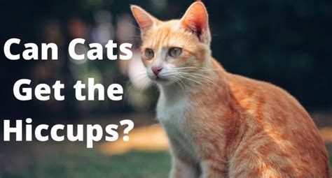 Can Cats Get The Hiccups 5 Better Ways To Prevent Them Thefavpet