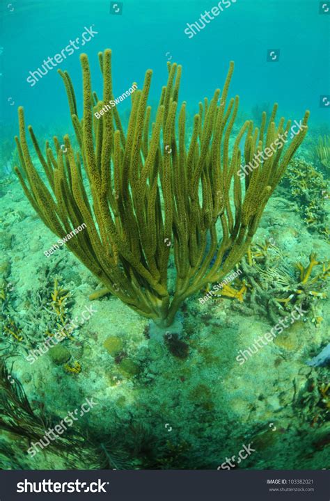 Coral Reef Atlantic Ocean Marine Life Stock Photo 103382021 Shutterstock
