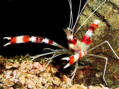 The 4 Best Saltwater Shrimp For Your Tank The Aquarium Club