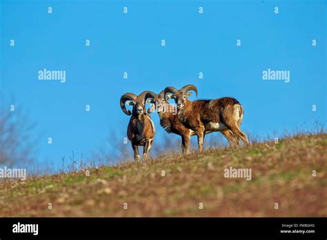 France Haute Saone Private Park Mouflon Rams Ovis Ammon Musimon