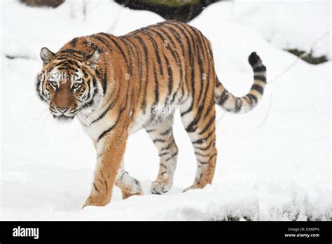 Siberian Tiger In Winter Stock Photo Alamy