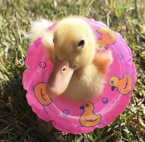Ducks On Twitter In 2020 Cute Creatures Cute Birds Cute Animal Photos