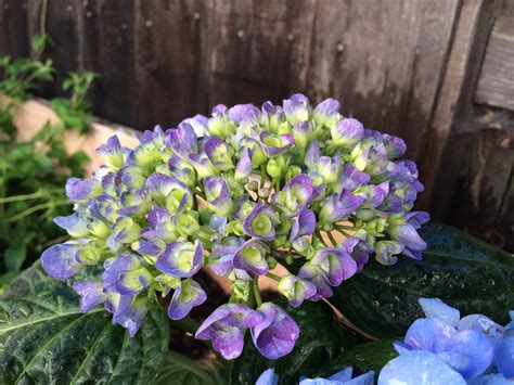 Dried hydrangeas can still retain their original color. Growing Hydrangeas - The Complete Guide | Espoma
