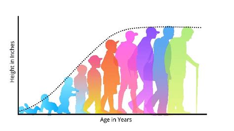 Phases Of Human Development Over The Lifespan Download Scientific Diagram