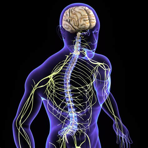 Cells are organized into tissues, and tissues form organs. Do You Know All the Organs of the Nervous System?