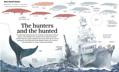 Whaling In Japan Explained Flowingdata