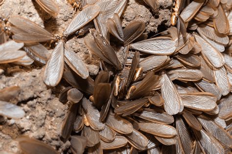 When Does Swarming Season Begin Termite Prevention