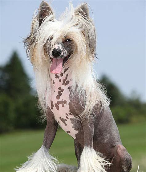 Her rebellious twin roxy ryan goes along to crash a video shoot. 156 best images about Chinese naakthond / Powder Puff ...