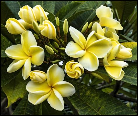 Yellowish Frangipani At Newport 1 Yellowish Frangipani At Flickr