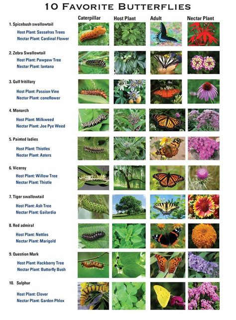 Although we garden in the south, the list below of butterfly garden plants is for the entire us and includes butterfly flowers that can be grown in the northeast, midwest, southwest and pacific northwest. Flower Identification Chart in 2020 | Butterfly garden ...