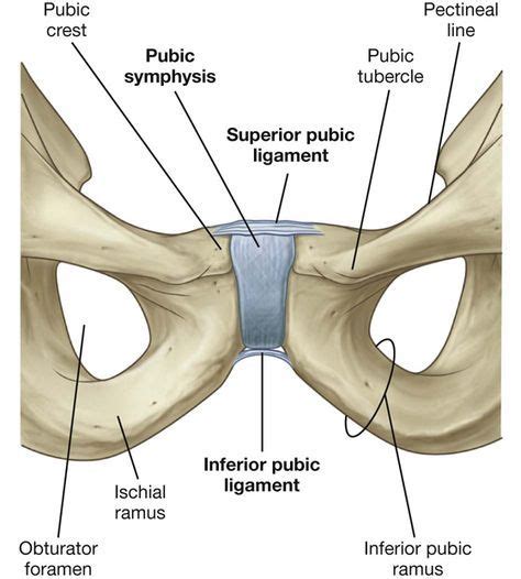 Pelvis And Perineum Clinical Gate Perineum Human Skeleton Anatomy