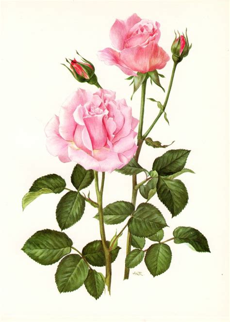 Pink Sensation Hybrid Roseanother Sweet Botanical Print Botanical