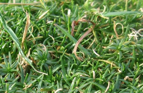 Procumbent Pearlwort Identify And Control This Lawn Weed