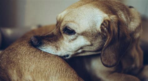 5 Home Remedies For Dogs With Dry Skin