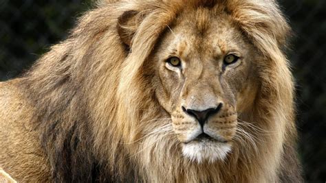 Wellington lion near-miss could have been 'worst zoo incident in the world' | Stuff.co.nz