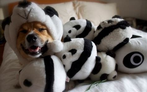 Ten Cute And Cuddly Dogs Who Look Like Giant Pandas