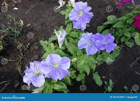 Five Violet Flowers Of Petunias Stock Photo Image Of Colorful Leaf