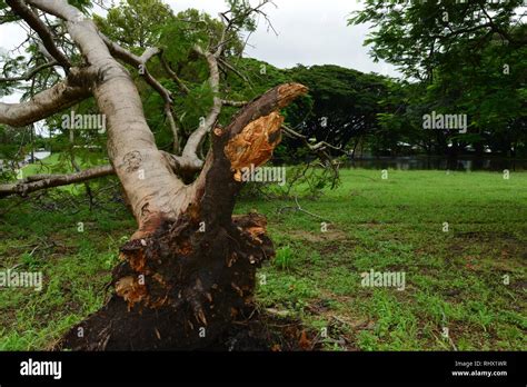 A Tree That Fell Down Due To Waterlogged Soils Hi Res Stock Photography