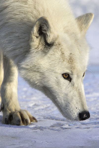 Arctic Wolf Canis Lupus Arctos Walking On Snow Captive 15318699