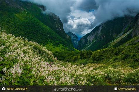 Valley Of Flowers Uttarakhand Valley Of Flowers National Parks Trip