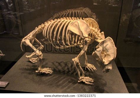 Panda Skeleton Natural History Museum Museum Stock Photo 1383222371