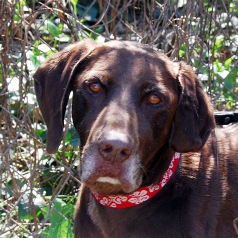 If you are interested in adoption, volunteering or would like more information on how to surrender your dog to rescue, please contact the group that covers your state or region. Luke - CA GSP Rescue | German shorthaired pointer, Pointer ...