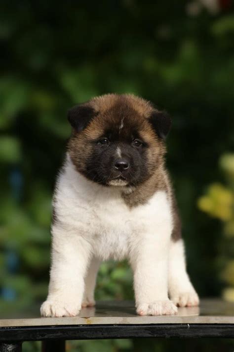 American Akita Puppies For Sale Dogs Jelena Dog Shows