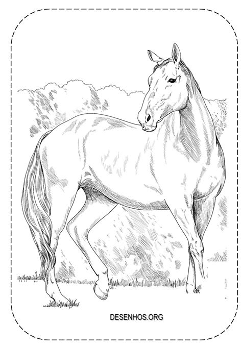 Mais De 100 Desenhos De Cavalos Para Colorir