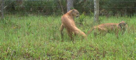 Cameras Capture Florida Panthers Mating The Wildlife Society