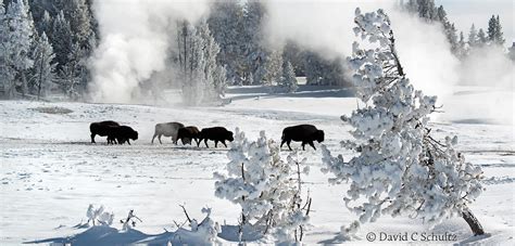 When it comes to west yellowstone snowmobiling and atv rentals, your #1 choice is highmark rentals, and we're looking forward to having you become part of the highmark family. Winter in Yellowstone National Park Photography Tours for 2020