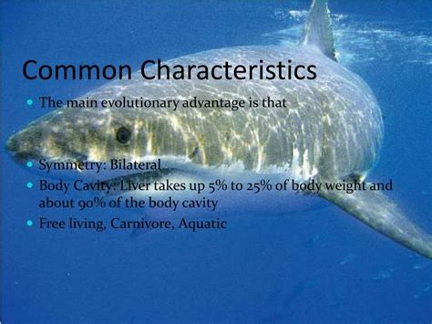 Ppt Great White Shark Powerpoint Presentation Id5359752