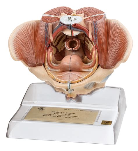 Has been added to your cart. SOMSO Female Pelvis with Organs and Muscles