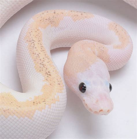 Python Cute Reptiles Pet Snake Snake