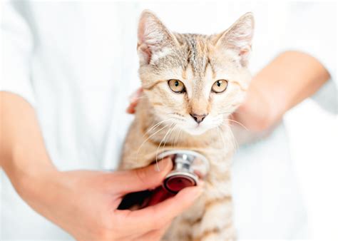 Celebrate National Cat Health Month Our Top 9 Cat Health Articles