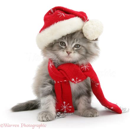 Pets At Christmas Images Maine Coon Kitten Wp18536