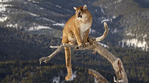 Cougar Mountain Lion Trees Forest Branch Predator Wildlife