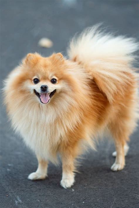 Just 43 Pictures Of Sweet And Fluffy Small Dog Breeds Youll Want To