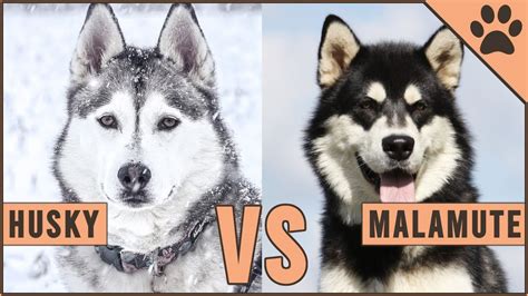Are Alaskan Malamutes Related To Huskies