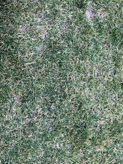 However, if your lawn has more than an inch of thatch, turf problems will likely result. Help me identify what is wrong with my grass | LawnSite.com™ - Lawn Care & Landscaping ...