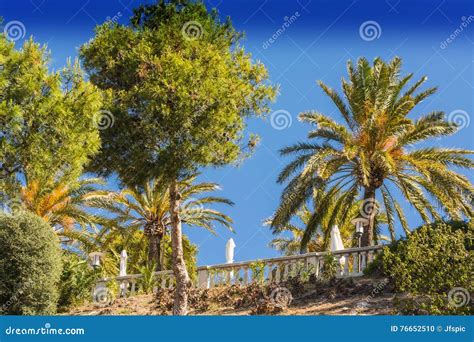 Palm And Pine Trees Stock Photo Image Of Pinus Green 76652510