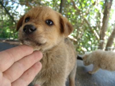 Cuccioli di maltese, 60 giorni, bianchi. SPLENDIDI CUCCIOLI CANE TAGLIA MEDIA - Puglia - Annunci ...