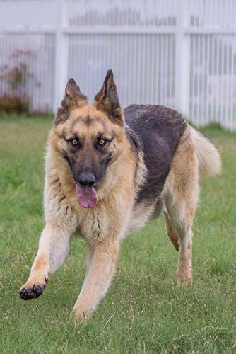 Rocky Austin German Shepherd Dog Rescue