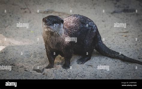 Otters Playing Peacefully Stock Photo Alamy