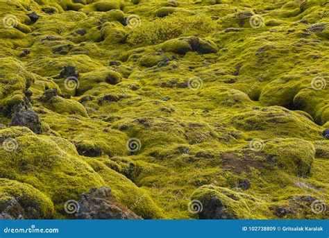 Icelandic Moss And Volcanic Rocks Iceland Stock Image Image Of Laki