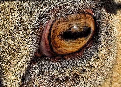 Sheep Eye Shot Flickr Photo Sharing