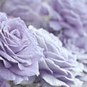 All The Lavender Roses Photograph By Jennie Marie Schell Fine Art America
