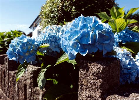 Hydrangeas How To Grow Hydrangea Hydrangea In Pots Naturebring